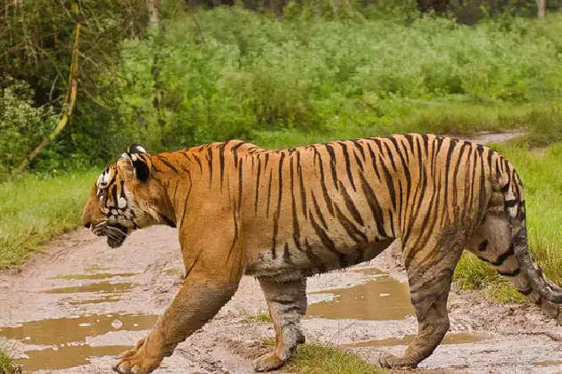  Wild Life
