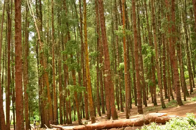 Film Chakkar