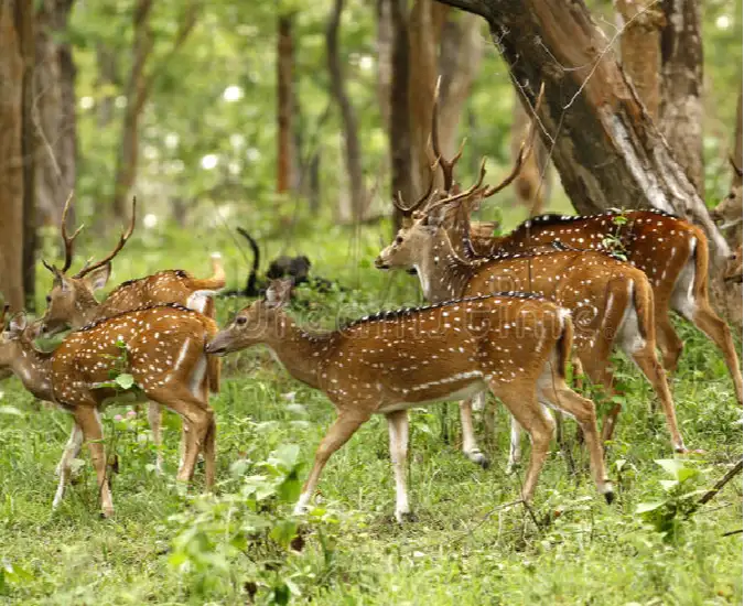 Wild Life